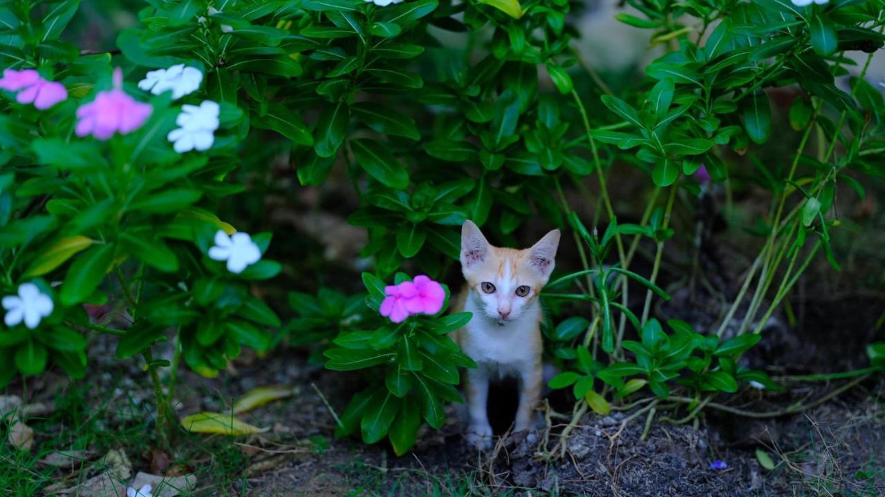 Vila Basi Nguyet Hang Dış mekan fotoğraf